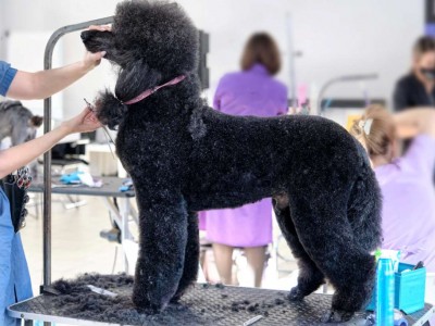 Dog grooming