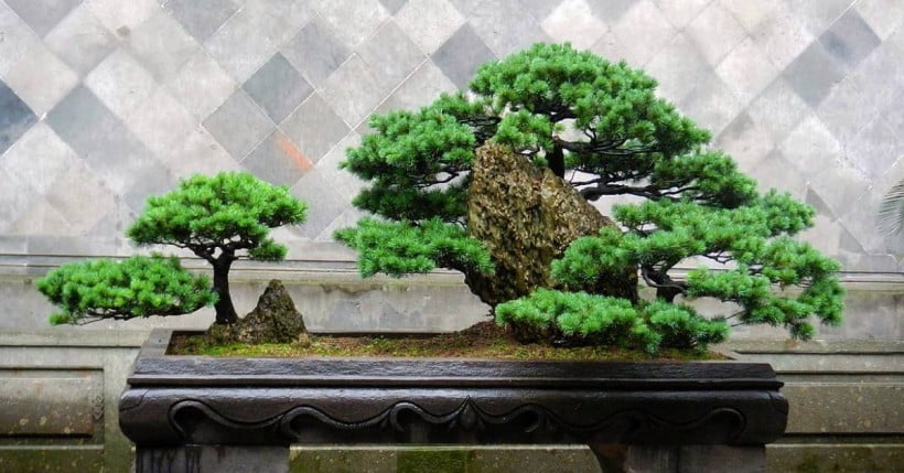 10 Oldest bonsai tree-盆栽,