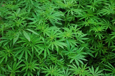 Hemp Plants History