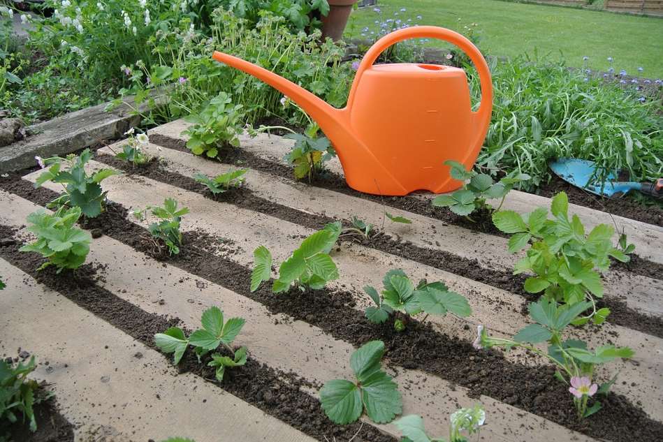 Benefits of Pallet Gardening