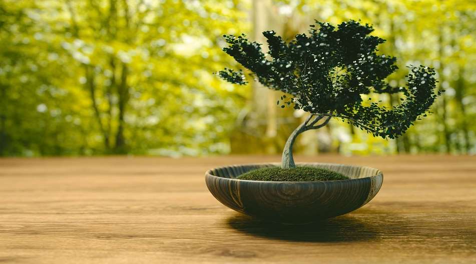 Bonsai care and maintenance