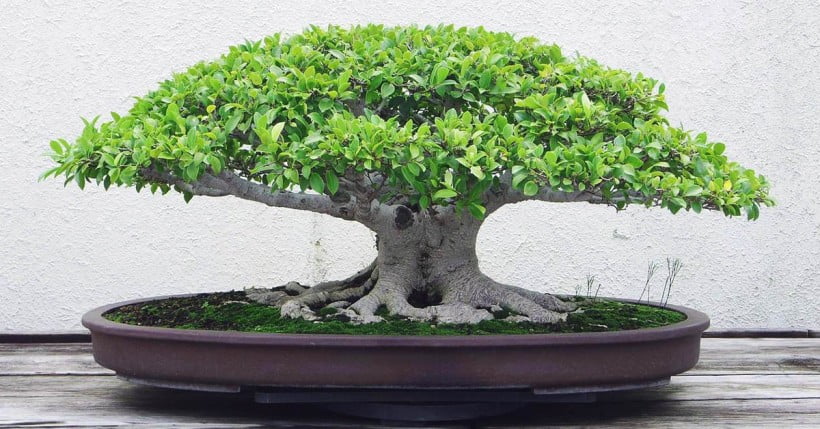 Bonsai care and maintenance