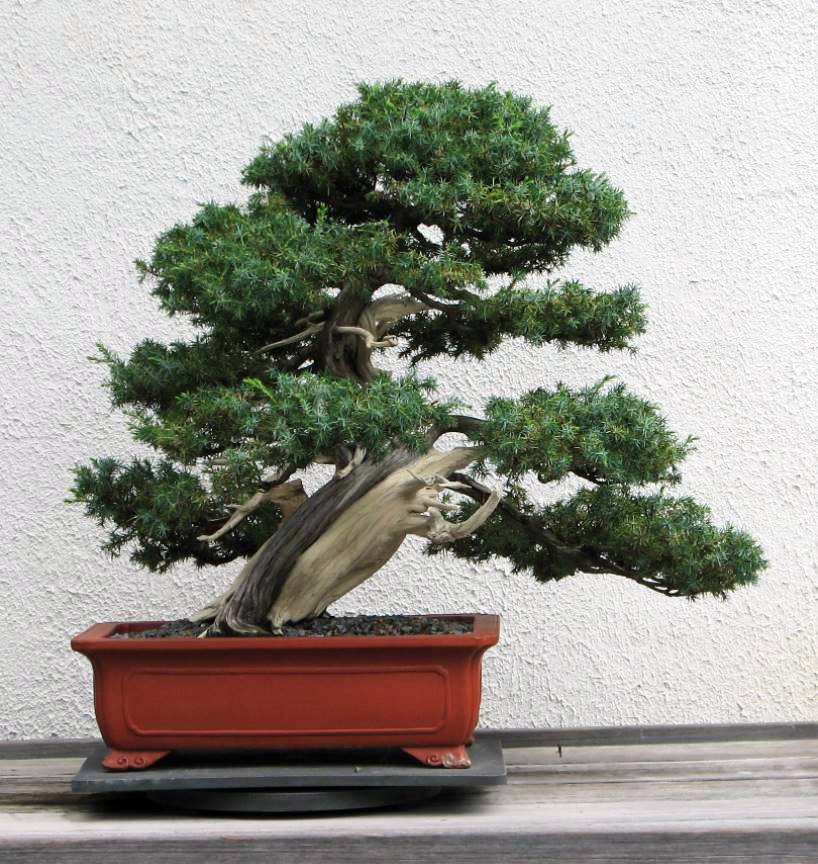 Sargent Juniper (Juniperus chinensis var. sargentii)