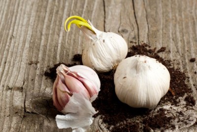 grow garlic indoors