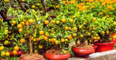 How to Plant a Tangerine