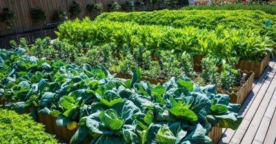 Kitchen Garden