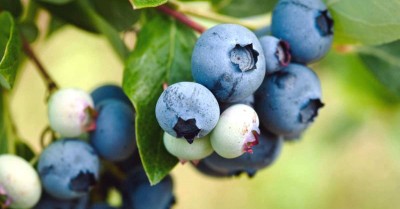 grow blueberries