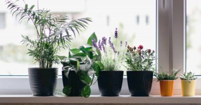 bedroom plants