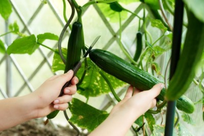 grow cucumbers vertically