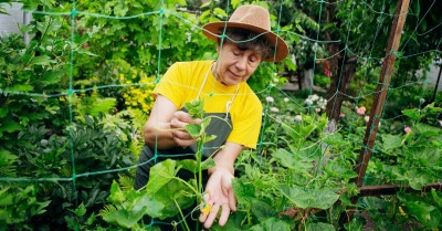 grow cucumbers vertically