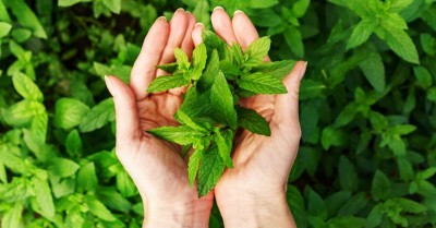 grow mint indoors