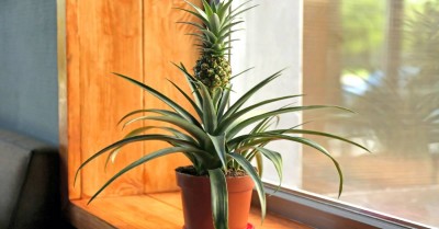 how to grow a pineapple