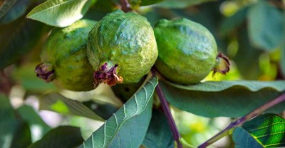 health benefits of guava leaves