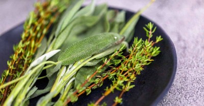 herbs for memory and focus