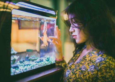 fish in aquarium