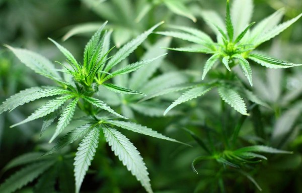 cannabis