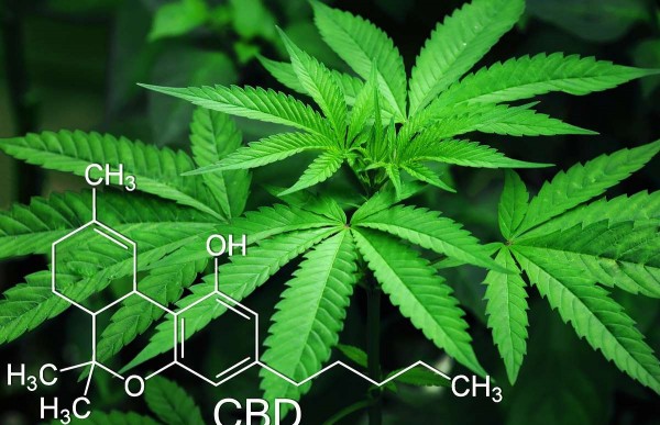 Marijuana