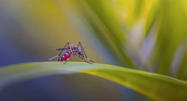 Mosquitoes Target